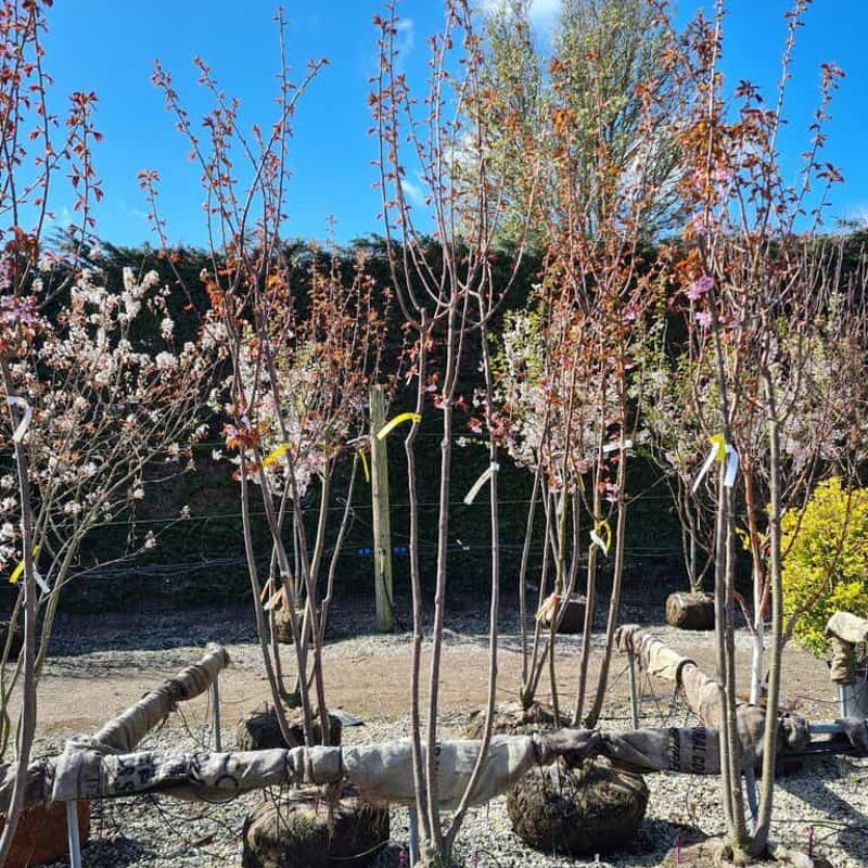 Prunus sargentii 'Rancho' 8-10 S